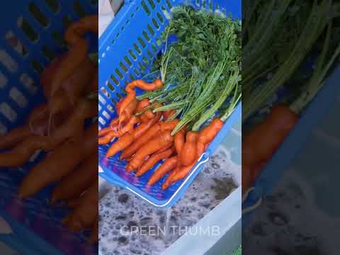 Rapid Rooting Secret: Testing Aloe Vera Gel for a LUSH Garden