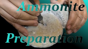 Ammonite limestone jurassic fossil preparation from Erkertshofen Time Laps