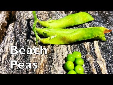 Beach Peas