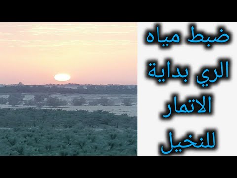 ري النخيل بعد فترة التلوين اهمية ضبط مياة الري اثناء فترة الاتمار للنخيل