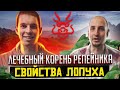 Лечебный корень РЕПЕЙНИКА // ЧАЙ ПУЭР // Полезные свойства ЛОПУХА. Корень лопуха. Лопуховый чай