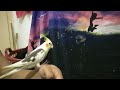 Bird tricks cockatiel Melon