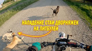 Мото прогулка с Питбулями / На нас напала стая собак !! Территория для спорт площадки готова / Волки