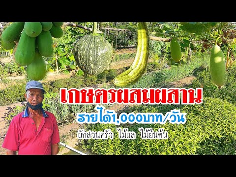 เกษตรผสมผสาน ในพื้นที่ 2 ไร่ ปลูกผักสวนครัว ผักพื้นบ้าน ไม้ผล เก็บผักขายกำละ 5 บาท