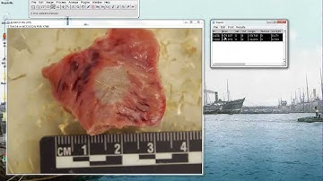 Measuring Images with ImageJ (FIJI)