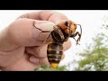 When Asian Giant Hornets Attack