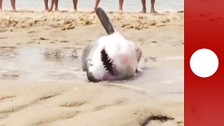 USA : Sauvetage d’un requin blanc échoué sur une plage