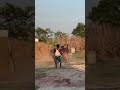 #agro #cow #dhaka #bull #goru #khamar #farm #bangladesh #sreenagar #munshiganj #গরু #cattle