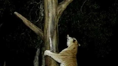 Watch the video about Tabby Bengal Tiger Climbing Tree