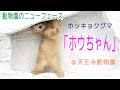 動物園のニューフェース　ホッキョクグマの「ホウちゃん」