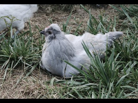 Video: Wie kann man Araucana-Hahn von Henne unterscheiden?