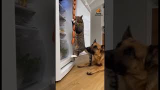🤣🤣🤣 #смешнойшортс #funny #смешновидео