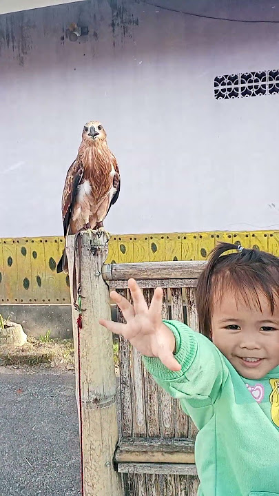 Nadhira Pegang Burung Elang #shortvideo