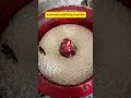 Vibration grinder polishing machine