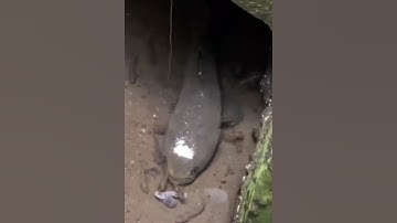 Cá lóc mẹ nuôi con gặp miếng mồi ngon trước miệng #cacconvat #docla #fishing