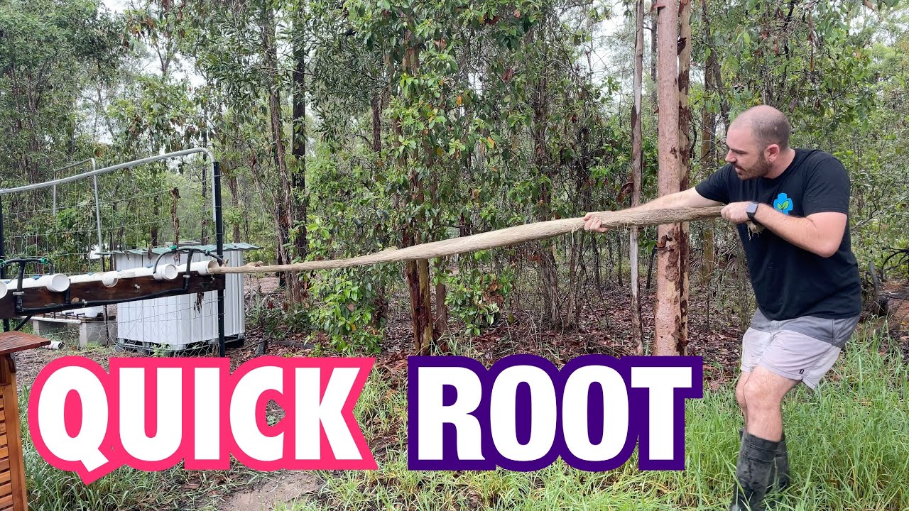 quick-root-youtube