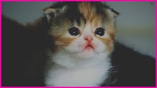 Cutest Kitten Breeds