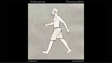 550 triệu năm tiến hóa của con người gói gọn trong 1 phút - human - geography