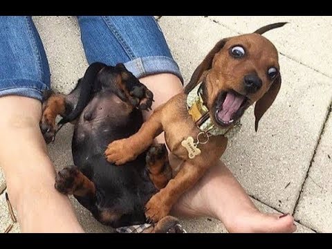 funny-dogs-compilation-2019-funny-dogs-you-will-die-laughing