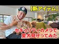 【新アイテム】セキュリティカメラで愛犬見守ってみた🐶