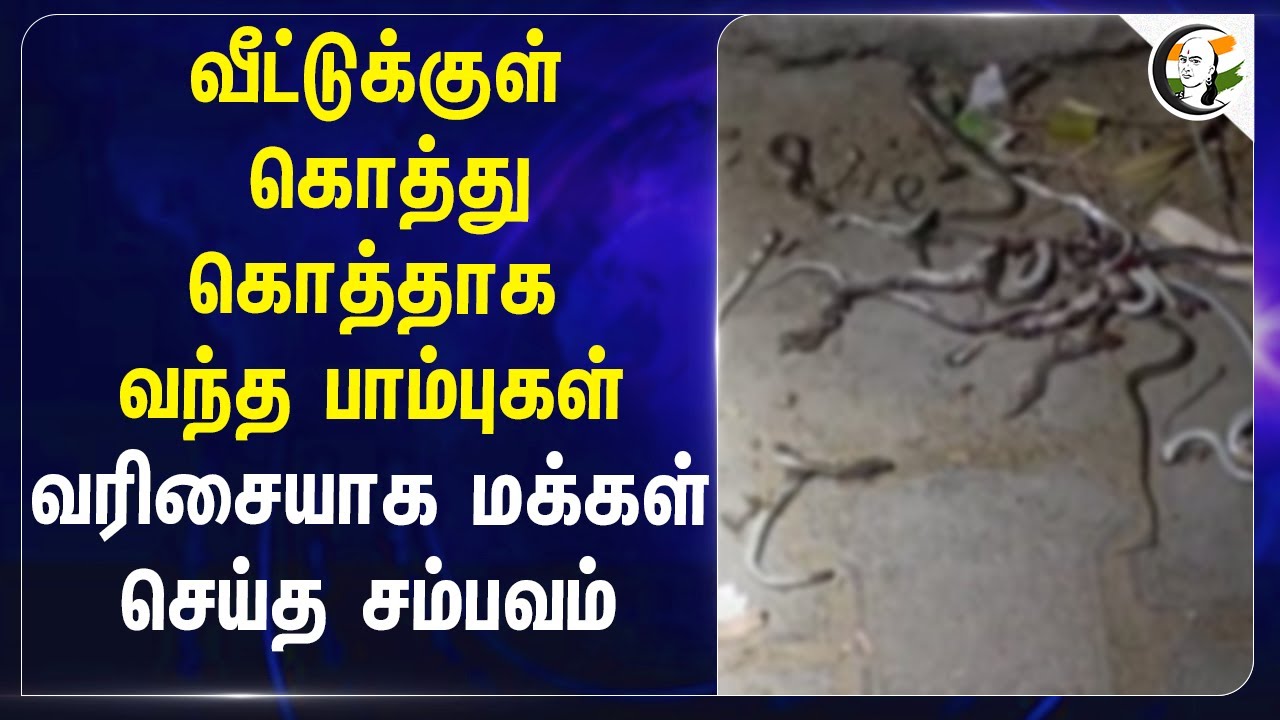 வீட்டுக்குள் கொத்து கொத்தாக வந்த பாம்புகள்.. வரிசையாக மக்கள் செய்த சம்பவம் | Uttar pradesh