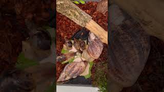 #trend #shortsviral #shortvideo #shorts #shortsvideo #snails #reels #улитки #achatina #bigsnail