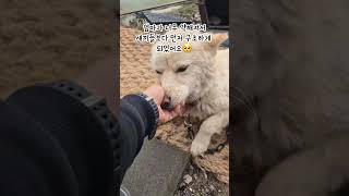 #보호소에서출산 #애기들은아직보호소에있어요 #레오맘과동행 #어독스