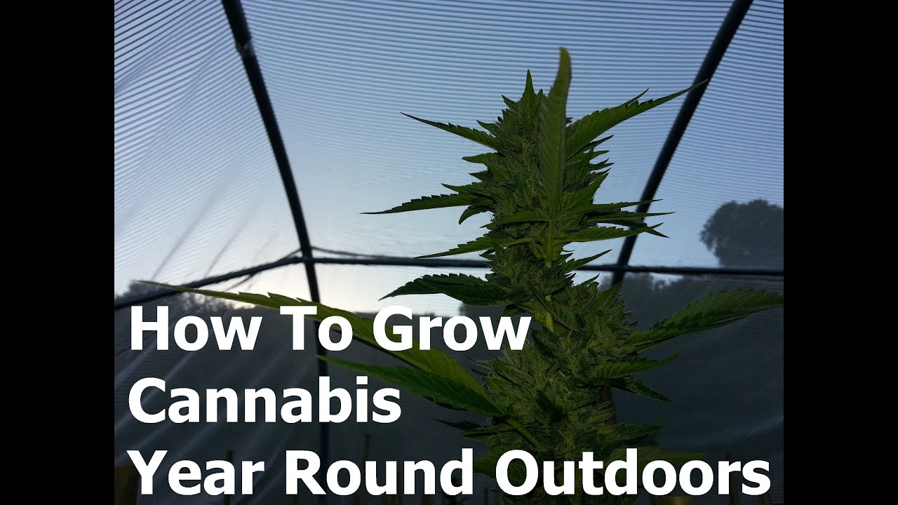 How To Grow Cannabis Year Round Outdoors - Part 2
