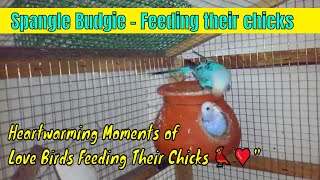 Spangle Breed | Heartwarming Moments of Feeding Their Chicks 🐦❤️ by PETs LIKERS 349 views 7 years ago 3 minutes, 22 seconds