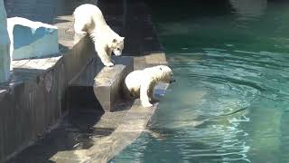 Медвежатам в домашнем задании по плаванию был задан прыжок в воду. 10.05.2023