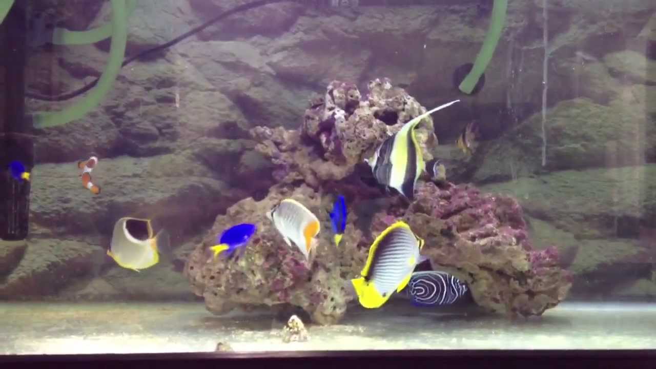 チョウチョウウオ ヤッコ カクレクマノミ ナンヨウハギ 熱帯魚 熱帯魚 Youtube チョウチョウウオ ヤッコ カクレクマノミ ナンヨウハギ 熱帯魚 熱帯魚 Youtube