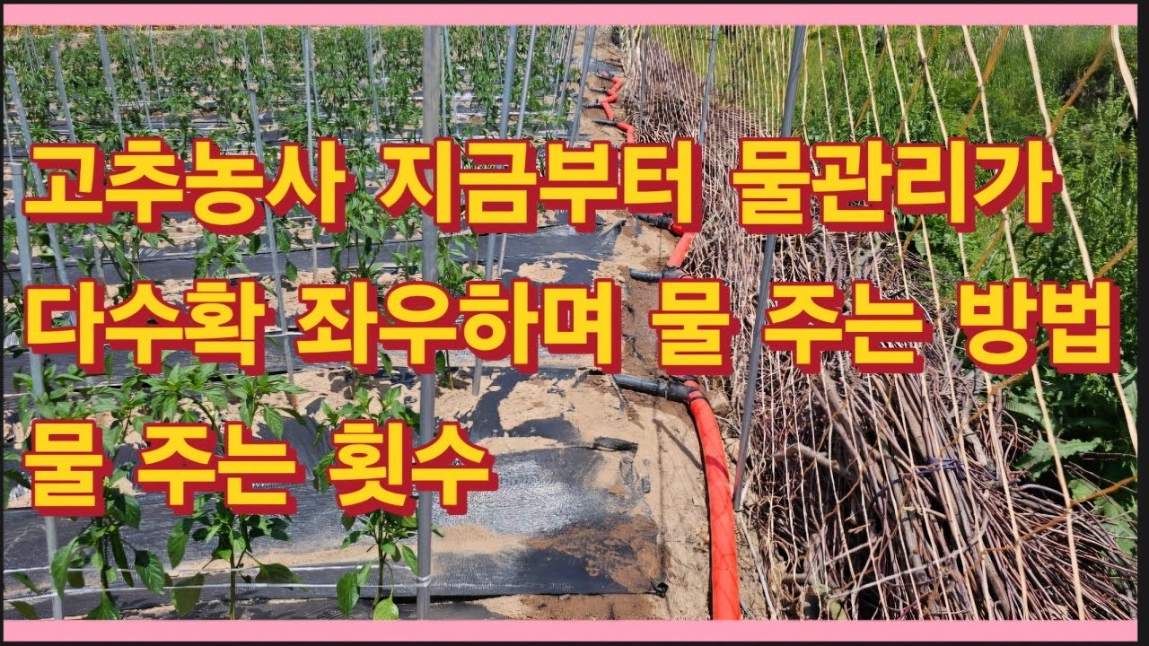 청양고추를 이렇게 만들어두면 평생 행복합니다!! 설탕 물엿을 넣지 않고 만들어 건강합니다/청양고추누룩소금 Cheongyang red pepper yeast salt