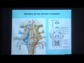 Neuroanatomía - Tallo cerebral. Nucleos de pares craneales