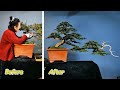 Unique bonsai design ideas and initiatives that make the difference # 84