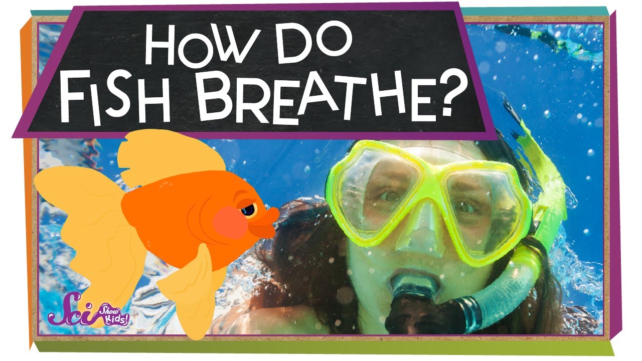 How Do Fish Breathe? | Animal Science for Kids - YouTube
