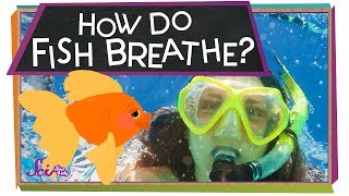 How Do Fish Breathe?