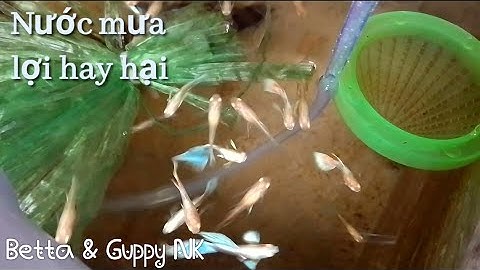 Nước mưa rơi vào hồ cá 7 màu có sao không - nuôi cá 7 màu khỏe mạnh mùa mưa