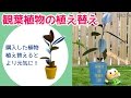 観葉植物の植え替え 【買ってきた後にすること】