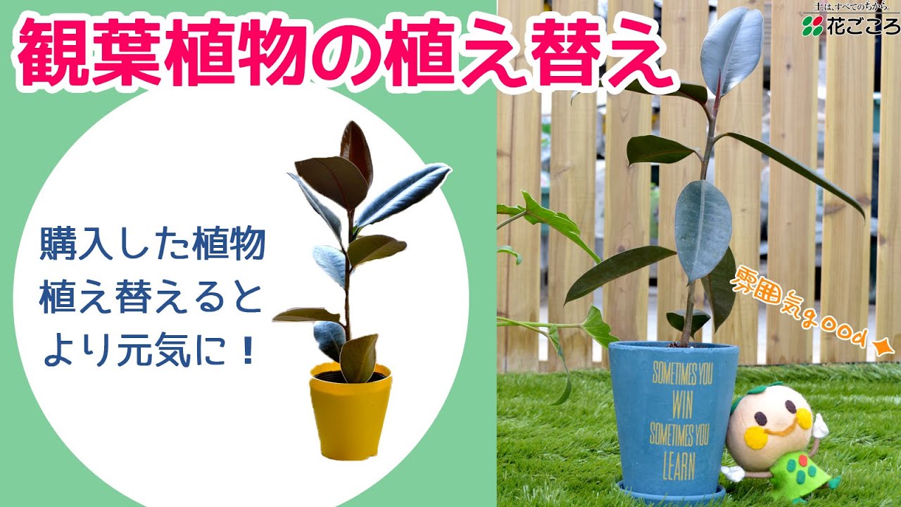 観葉植物の植え替え 買ってきた後にすること Youtube