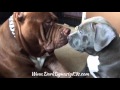 The best father on earth! Giant family Pitbull "THE HULK" plays with his puppy?