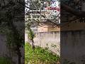 इसीलिए इंद्र देव पिटाते थे 😂 #funny #explore #rain #barish #shorts #viralvideo