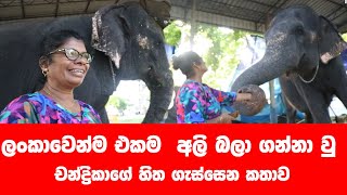 ලංකාවටම ආදර්ශයක් වු අලි බලන චන්ද්‍රිකා