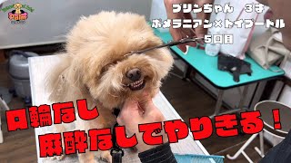 噛み犬だから..他店では何してもダメだったポメプーの噛み犬トリミング