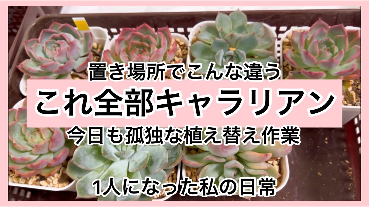 多肉植物]見た目ちゃうけど全部キャラリアン^_^1人になった私の戯言