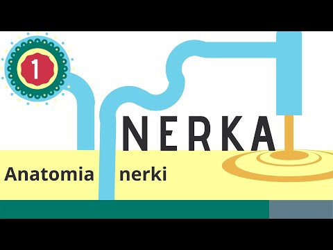 Wideo: Nerka: Funkcja I Anatomia, Schemat, Stany I Porady Zdrowotne