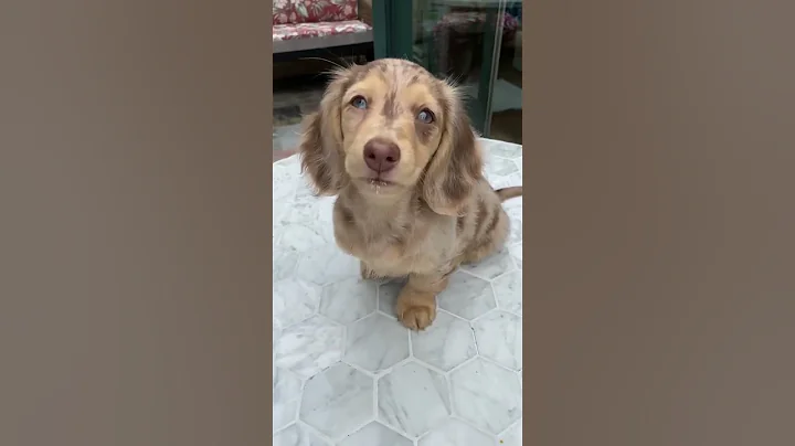 You wanna know a secret from my dachshund puppy?! #dachshund #puppy #wienerdog #shorts