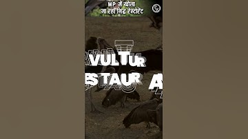 क्यों खोला जा रहा MP में गिद्ध Restaurant 🤷‍♂️ #MPVultureRestaurant #CurrentAffairs2024 #Shorts