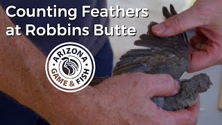 Robbins Butte Dove Check Station by Arizona Game And Fish 748 views 8 months ago 2 minutes, 31 seconds