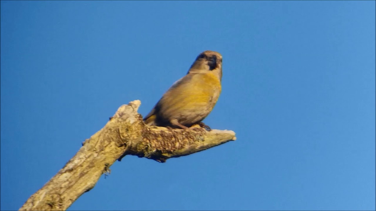 camera iphone 8 plus apk Parrot Crossbills (Grote Kruisbekken), an invasion in The Netherlands