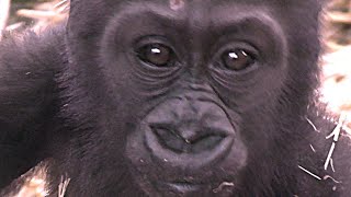 ガラス越しに人間を挑発する赤ちゃんゴリラキンタロウ【京都市動物園】